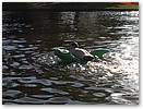 IMG_5965.JPG