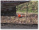 IMG_1527.JPG